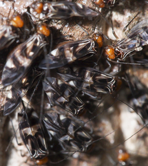 Cerastipsocus trifasciatus