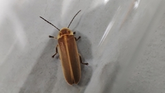 Lampyridae