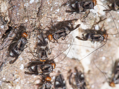 Cerastipsocus trifasciatus