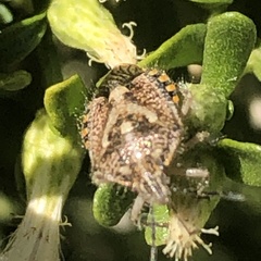 Agonoscelis puberula