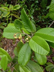 Davilla alata