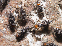 Cerastipsocus trifasciatus