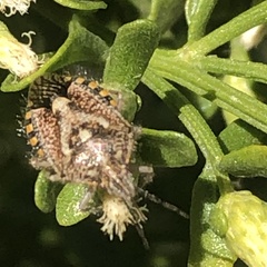 Agonoscelis puberula