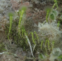 Cymopolia barbata