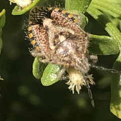 Agonoscelis puberula