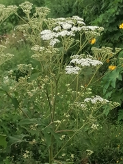 Heracleum dissectum