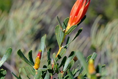 Lambertia multiflora