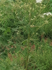 Heracleum dissectum