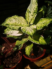Aglaonema commutatum