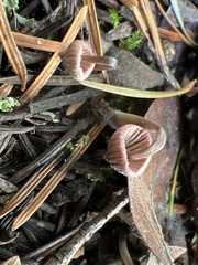 Mycena capillaripes