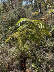 Albizia julibrissin