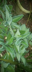 Kalanchoe laetivirens