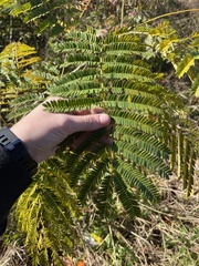 Albizia julibrissin