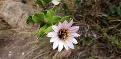 Alloscirtetica rufitarsis