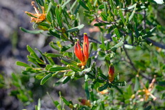 Lambertia multiflora