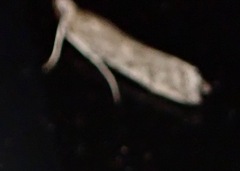 Phycitini
