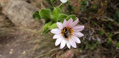 Alloscirtetica rufitarsis