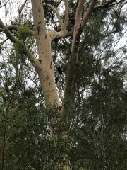 Calyptorhynchus lathami