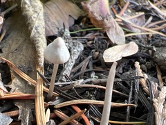 Mycena capillaripes