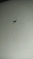 Evania appendigaster