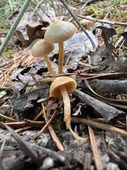 Galerina