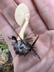 Clitocybe deceptiva