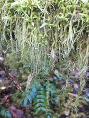 Pseudisothecium stoloniferum