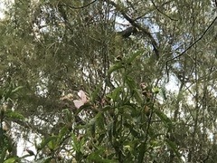 Calyptorhynchus lathami