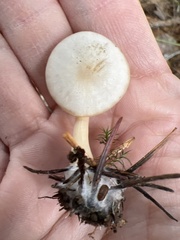 Clitocybe deceptiva