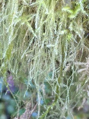 Pseudisothecium stoloniferum