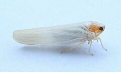 Neocenchrea heidemanni