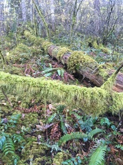 Pseudisothecium stoloniferum