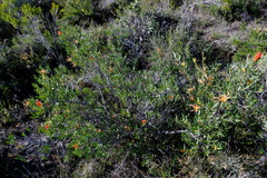 Lambertia multiflora