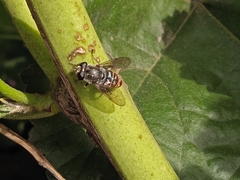 Asemosyrphus mexicanus