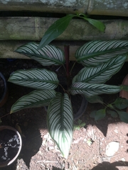 Strobilanthes auriculata