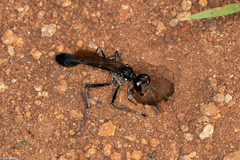 Eremnophila