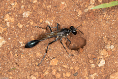 Eremnophila