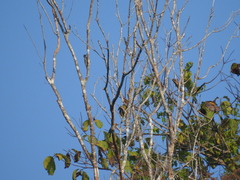 Melanerpes chrysogenys