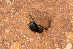 Eremnophila