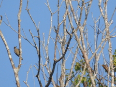 Melanerpes chrysogenys