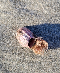 Megabalanus californicus