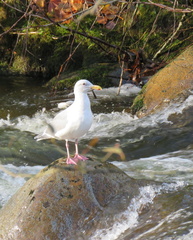 Larus glaucescens
