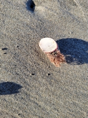 Megabalanus californicus