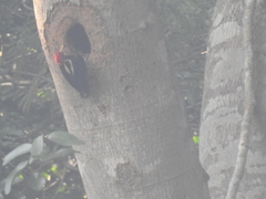 Campephilus guatemalensis