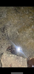Eumalacostraca