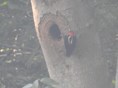 Campephilus guatemalensis