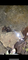 Eumalacostraca