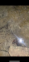 Eumalacostraca
