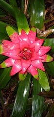 Guzmania lingulata
