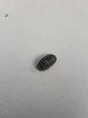 Armadillidiidae